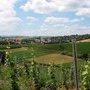 Le vignoble autour de Kienheim