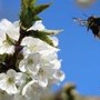DÃ©but avril 2012 : les cerisiers sont en fleurs Ã Kienheim