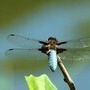 Libellule autour de la lagune