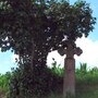 Croix de Kienheim
