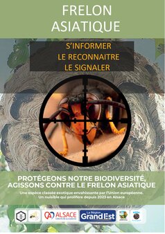 Frelon asiatique - S'informer, le reconnaître et le sgnaler