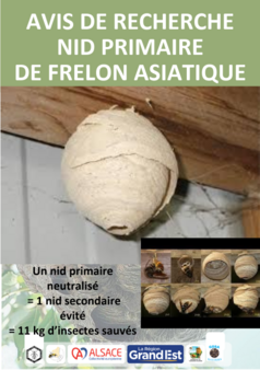 Avis de Recherche - Nide primaire de frelon asiatique
