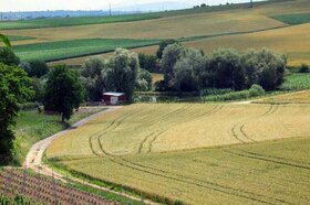 Champs de ble en bordure du village