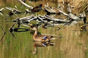 Faune de la lagune (juin 2014)