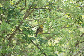 Bruant jaune : lagune, mai 2020