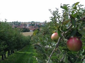 Les pommiers de Kienheim
