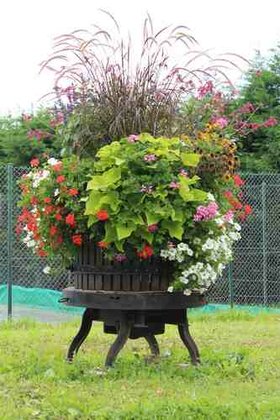 Pressoir Ã l'entrÃ©e de Kienheim (fleurissement 2014)